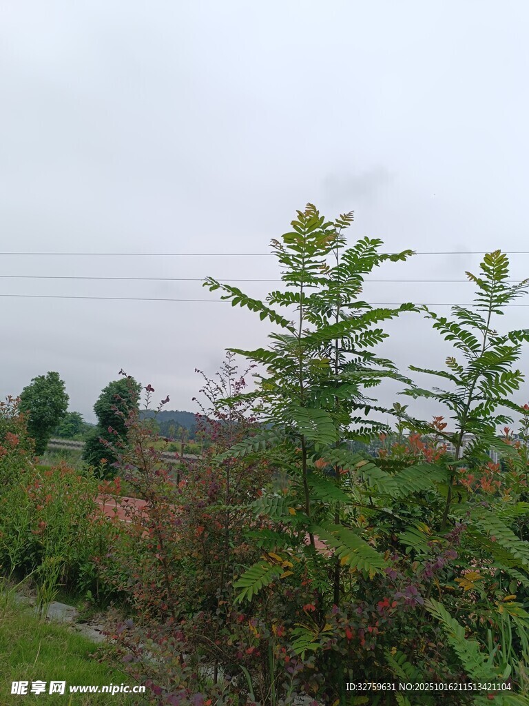 野外绿植景观