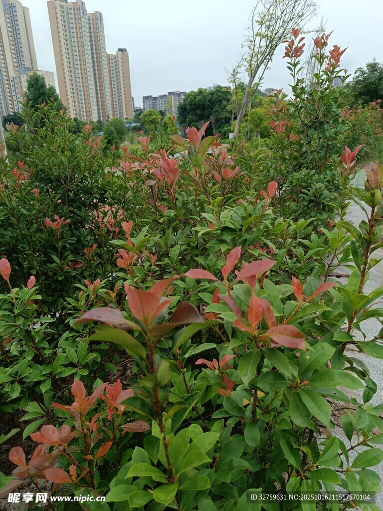 多彩绿植景观