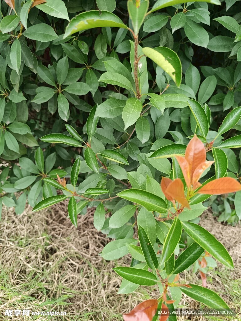绿叶间的一抹橙红新叶