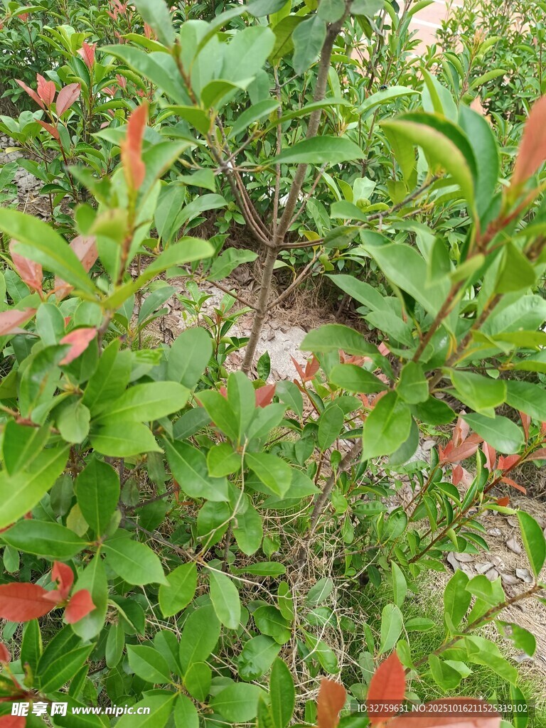 绿叶间的红色小花