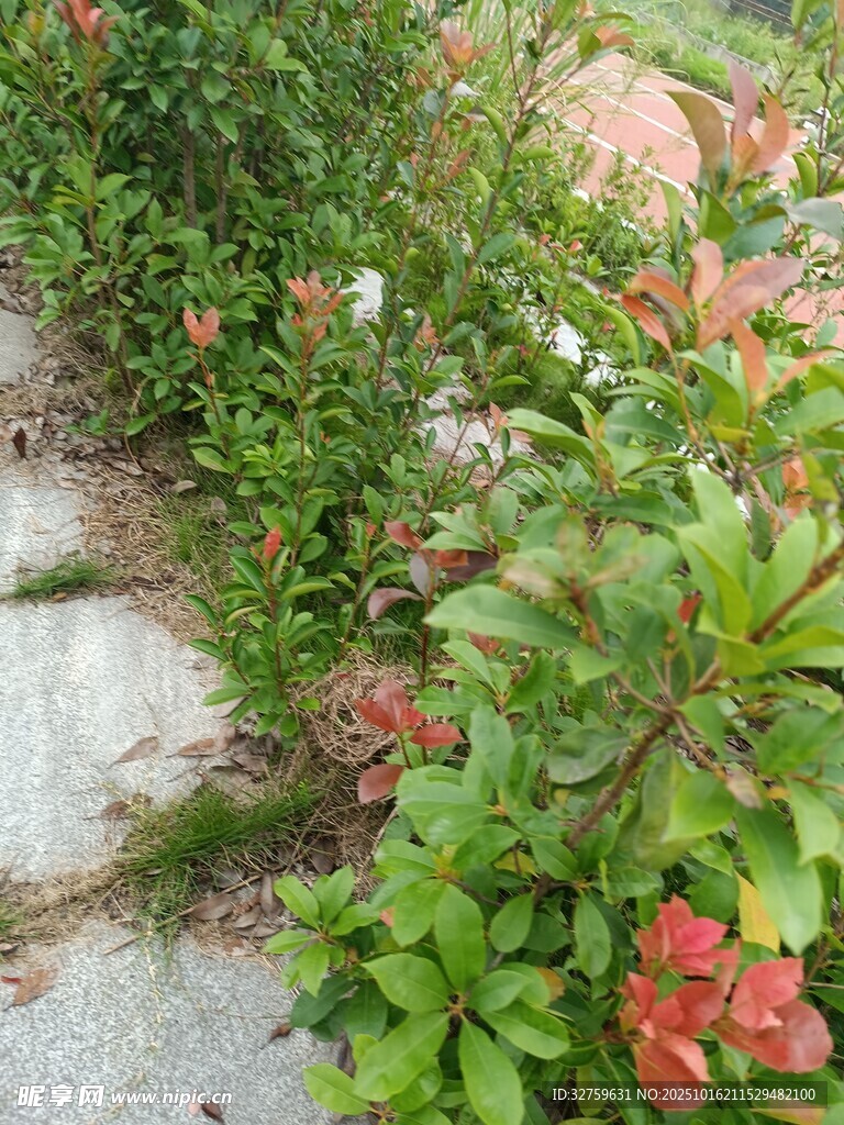 花园中的多彩植物景观