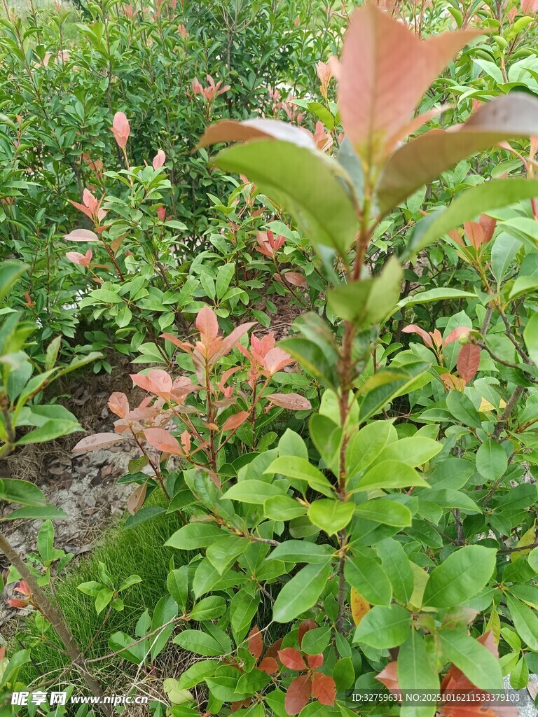绿叶红梢的植物景观