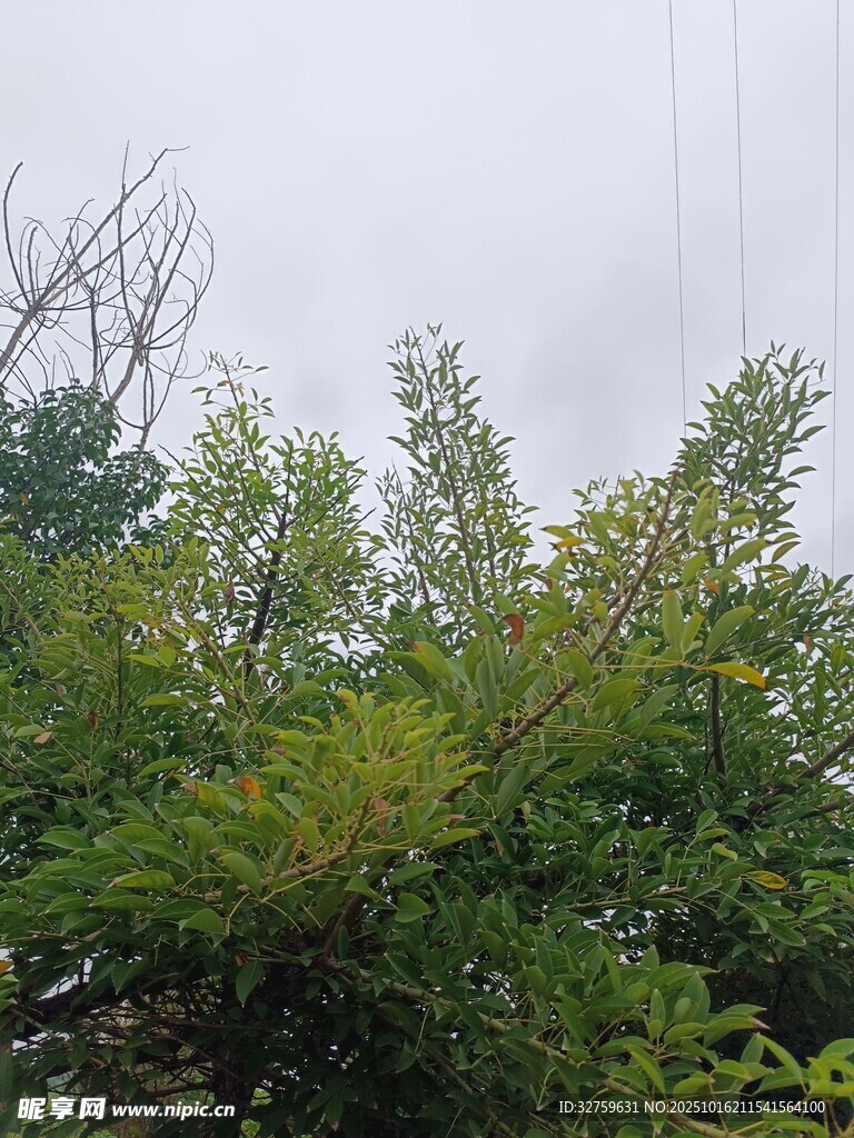 绿意盎然的繁茂树林