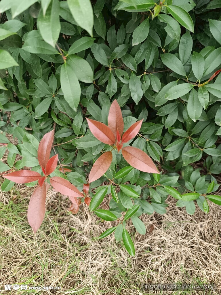 红叶植物于绿叶草丛中
