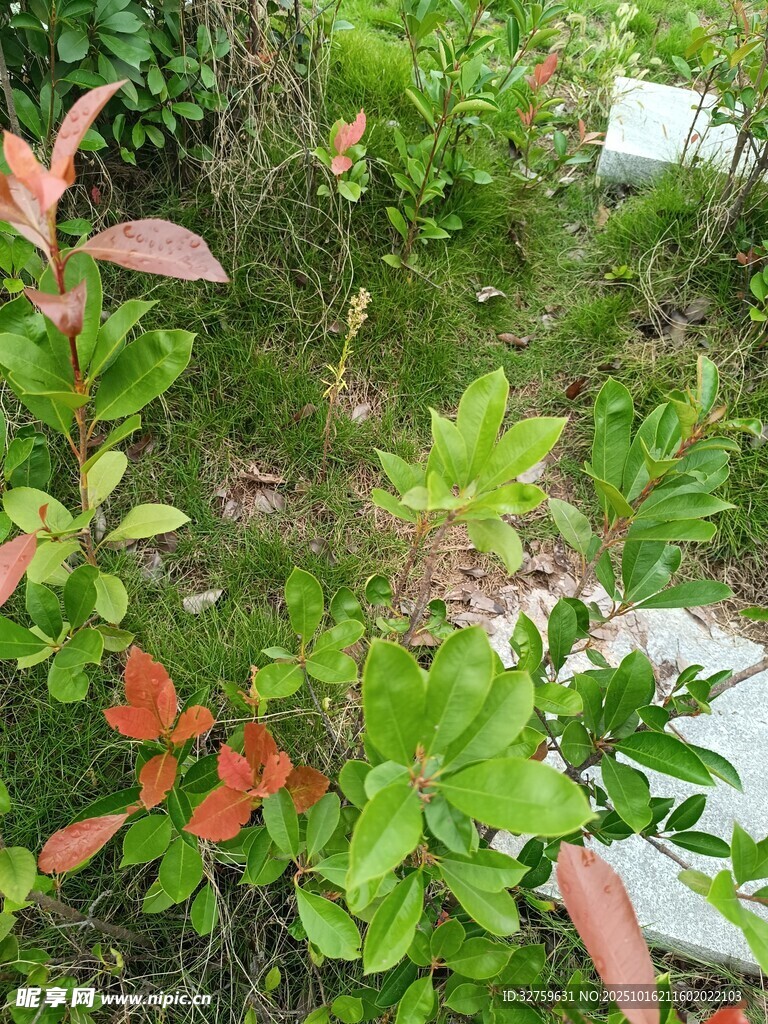 绿叶间的多彩植物景观
