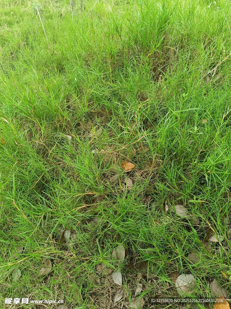 翠绿草地近景特写