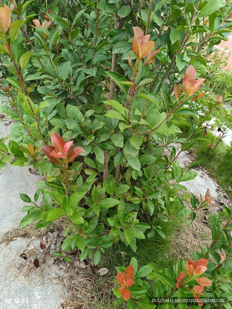 绿叶间的艳红花卉