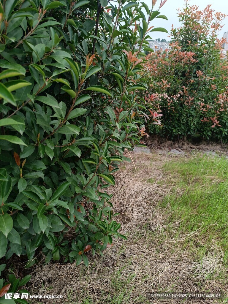 绿意盎然的植物小径