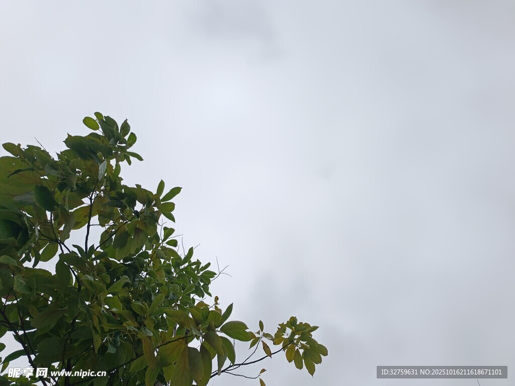 树梢上的天空