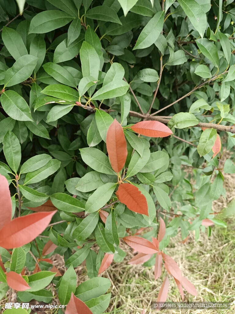 绿叶间的红色新叶