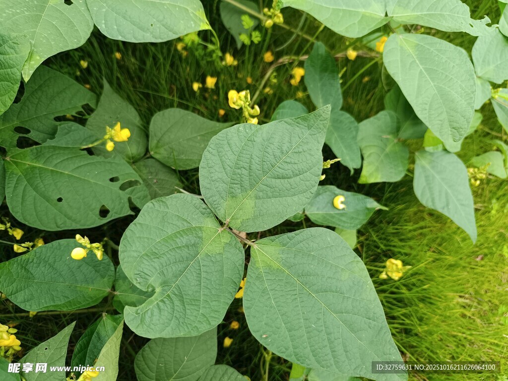 绿叶间的黄色小花