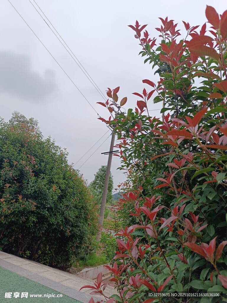 路边红叶绿植景致