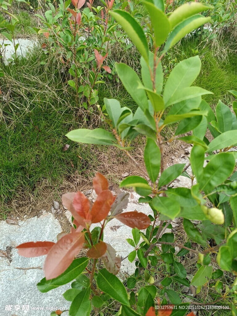 绿叶红果植物景观