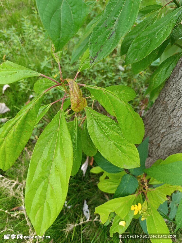 绿叶间的昆虫特写