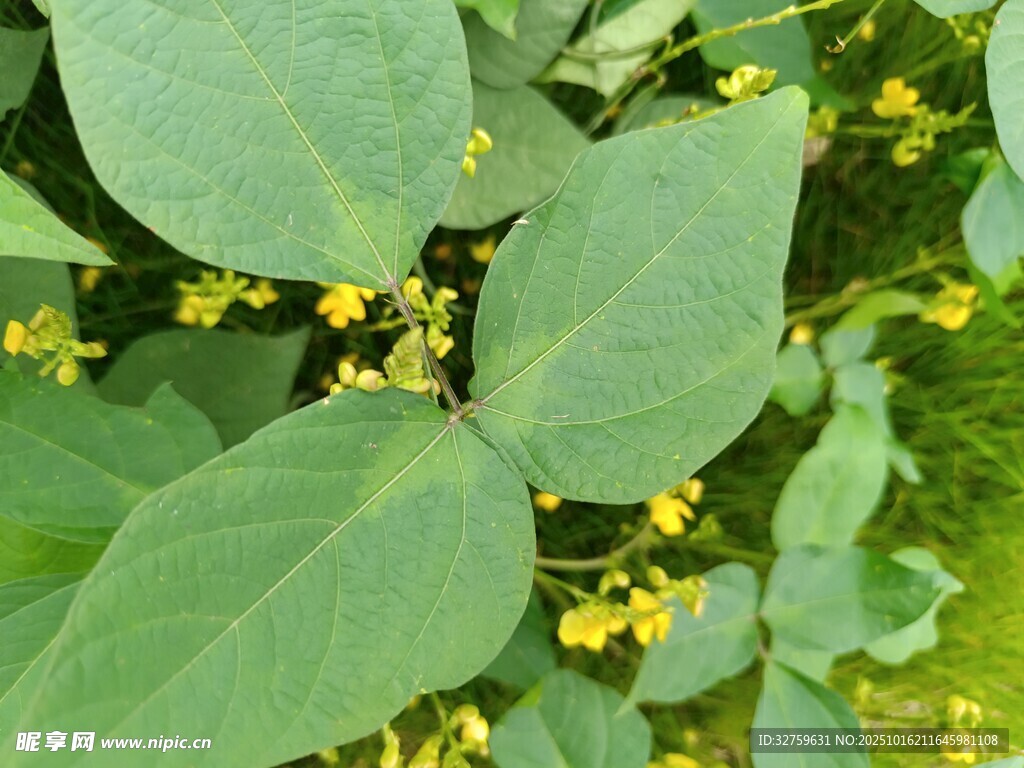 绿叶间的黄色小花