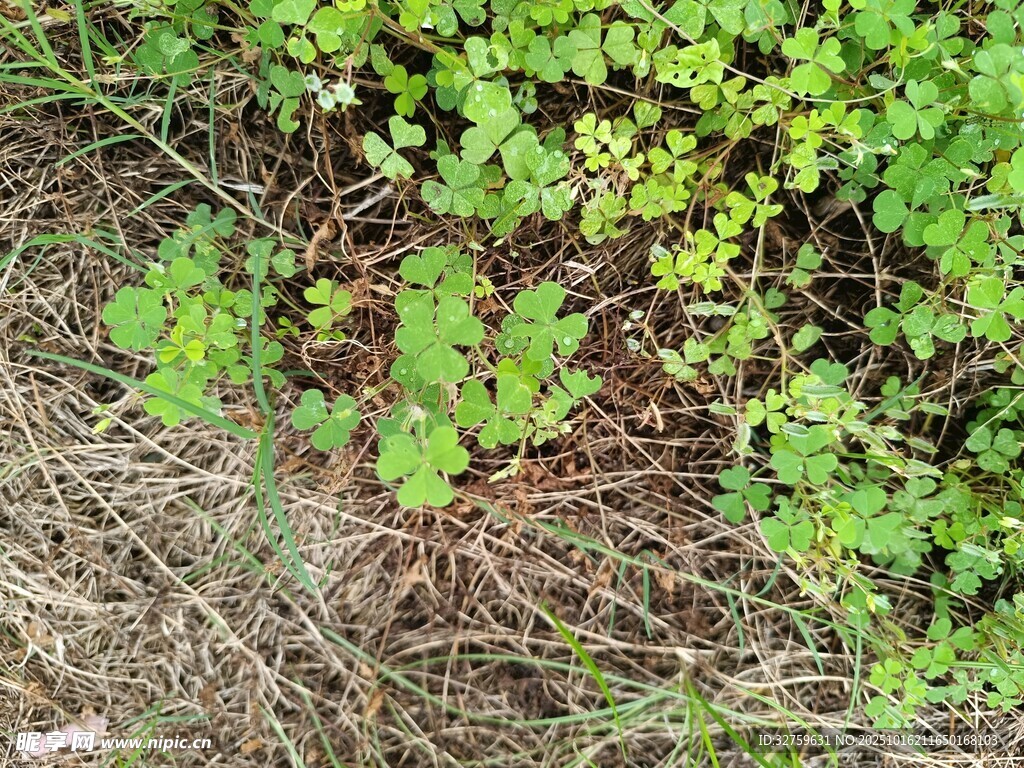 地面的绿色植物与枯草