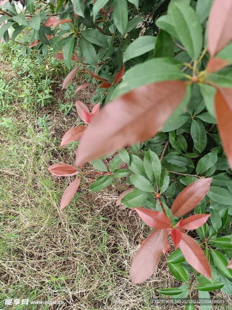 红叶植物特写