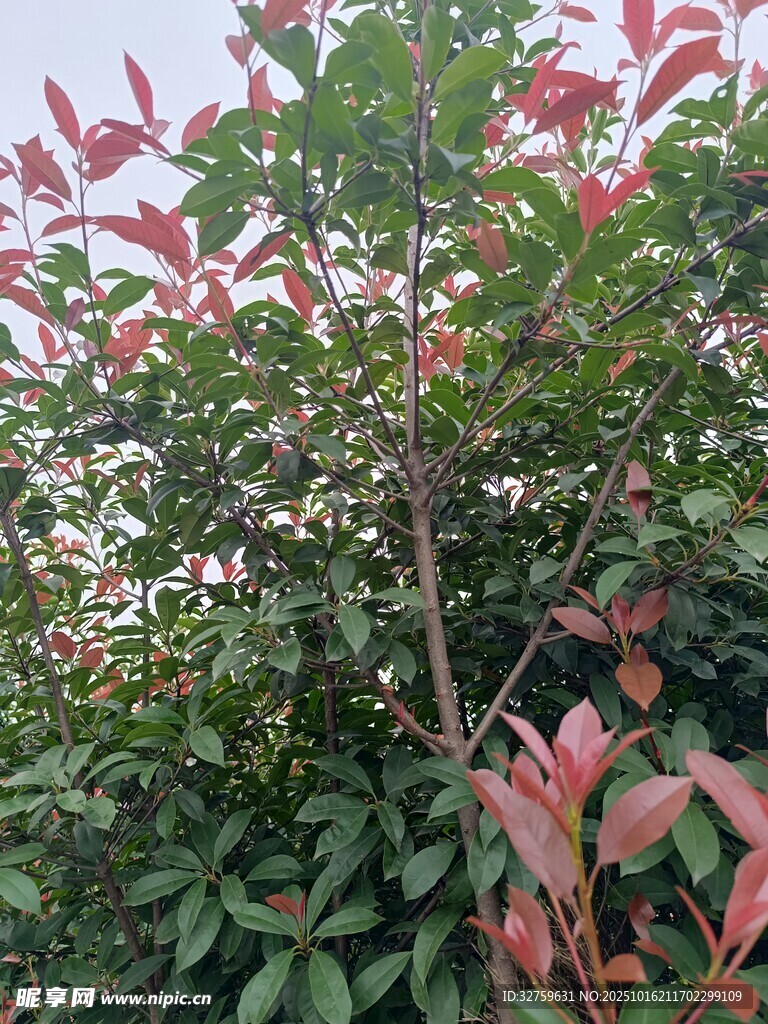 红叶绿植景观