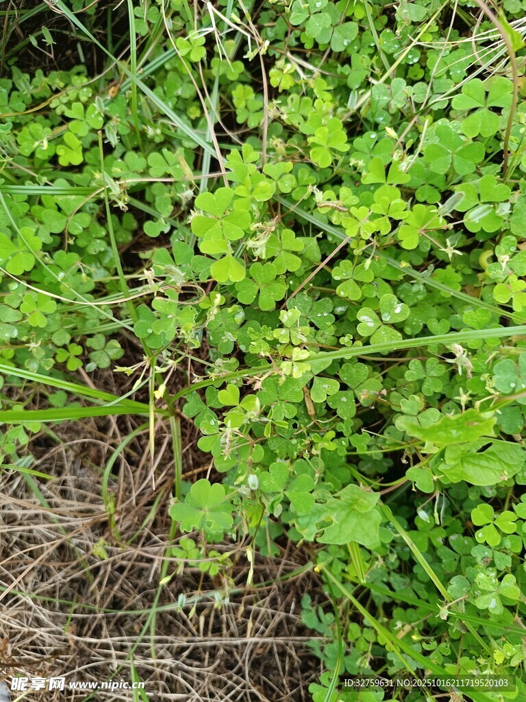 野外嫩绿植物丛