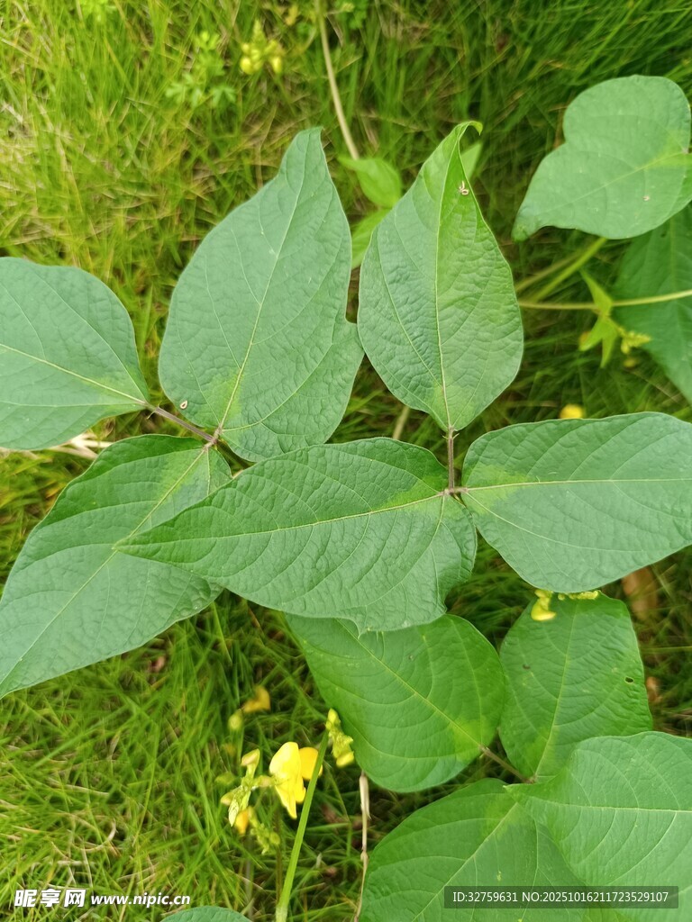 绿叶植物生长于草地间