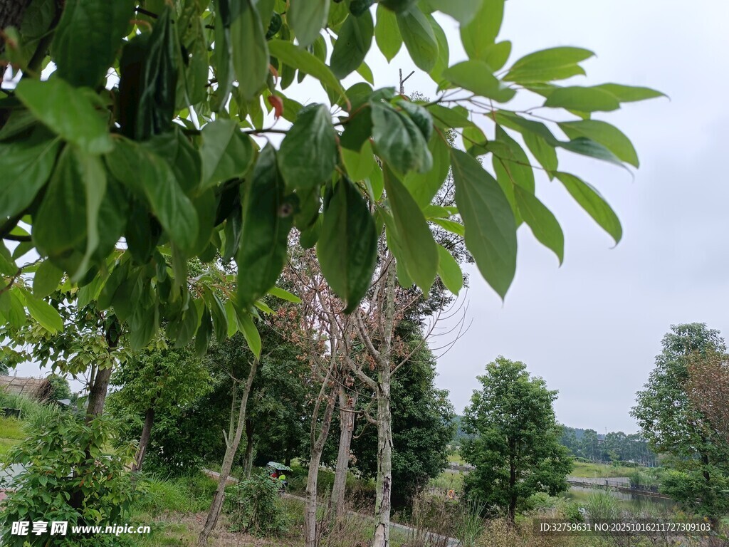 绿意盎然的乡村树林景色