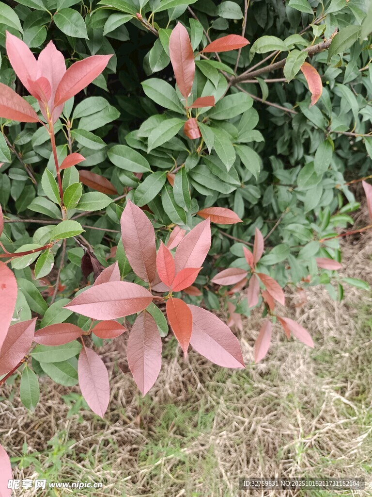 红叶灌木特写