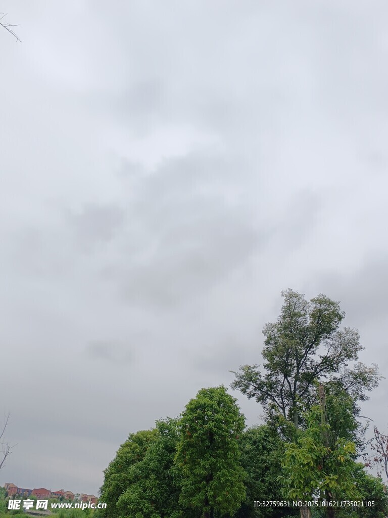 阴天中的葱郁树木