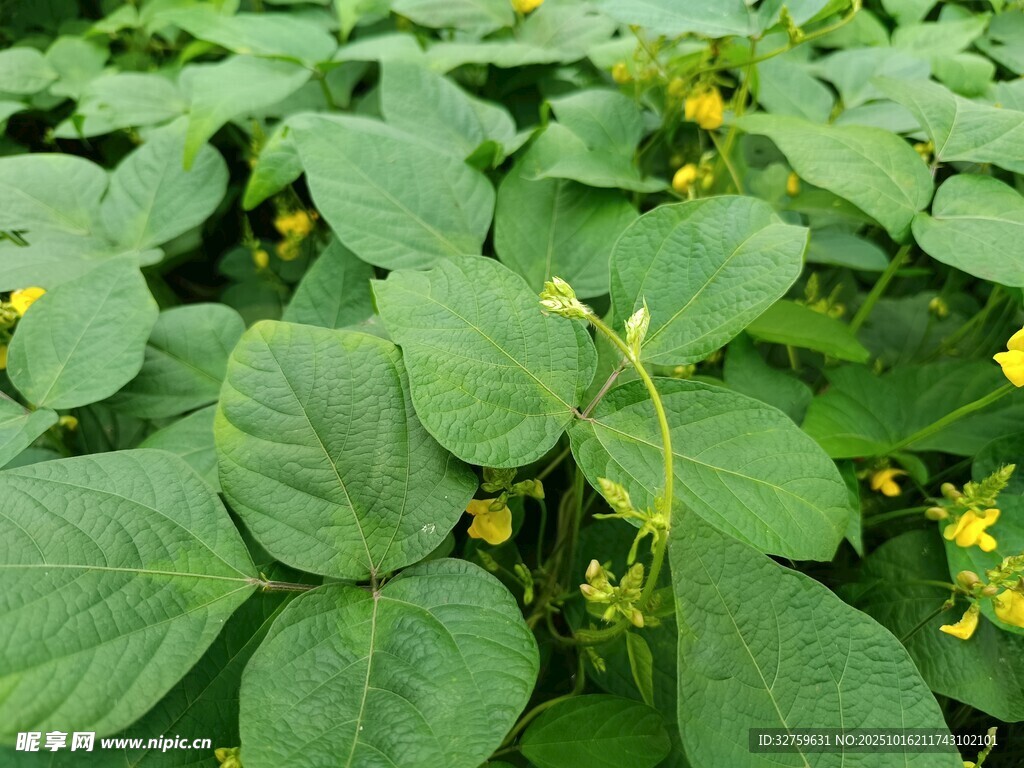 绿叶黄花的植物景观
