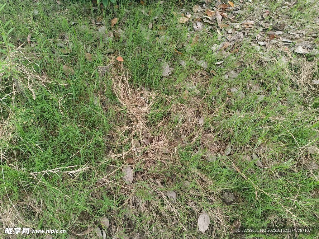地面上的绿草与枯叶