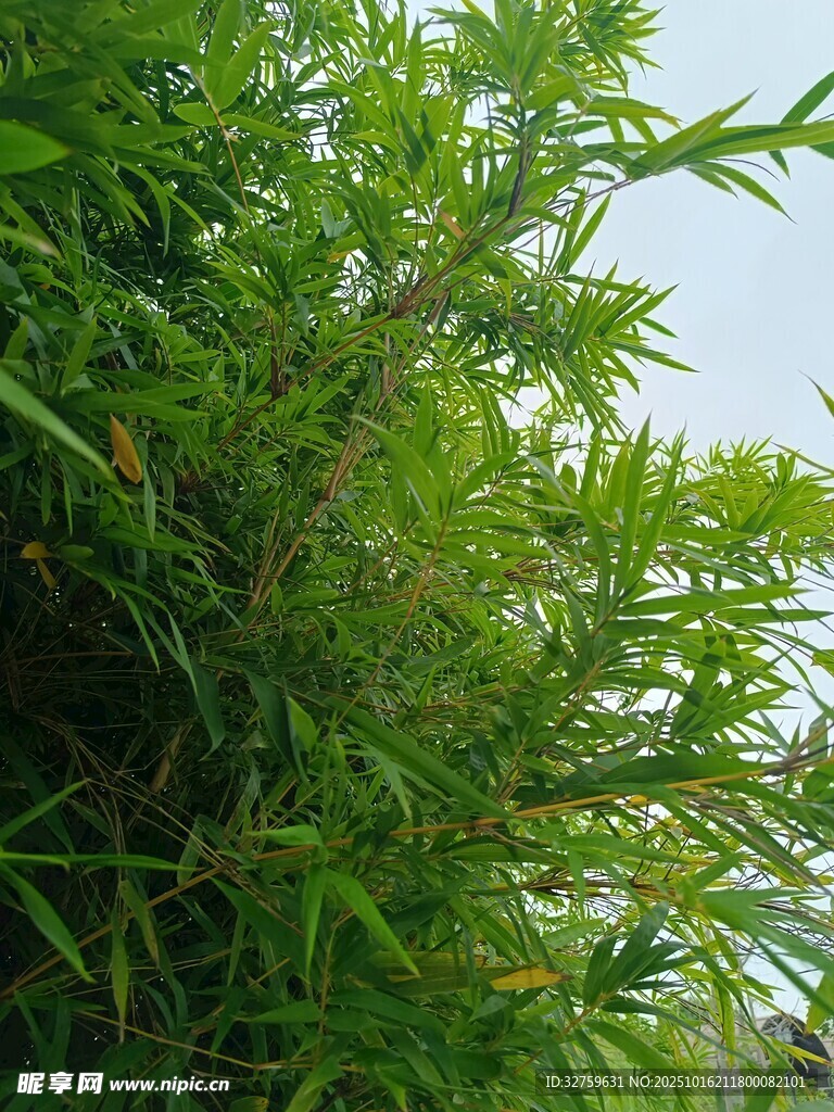 翠绿竹林景致