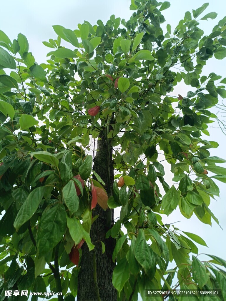 绿叶繁茂的果树