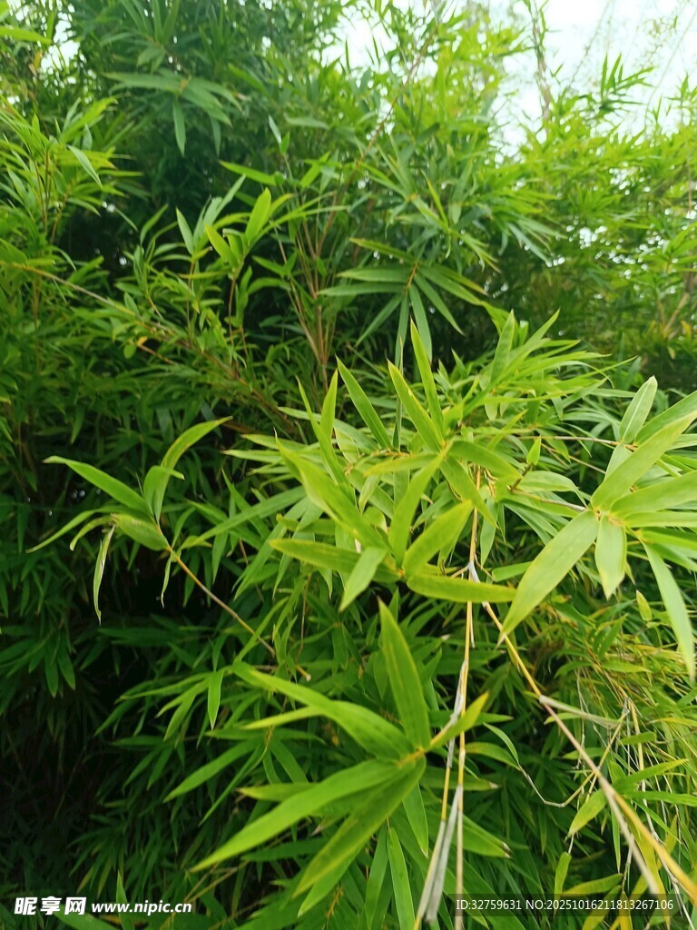 翠绿竹林景致