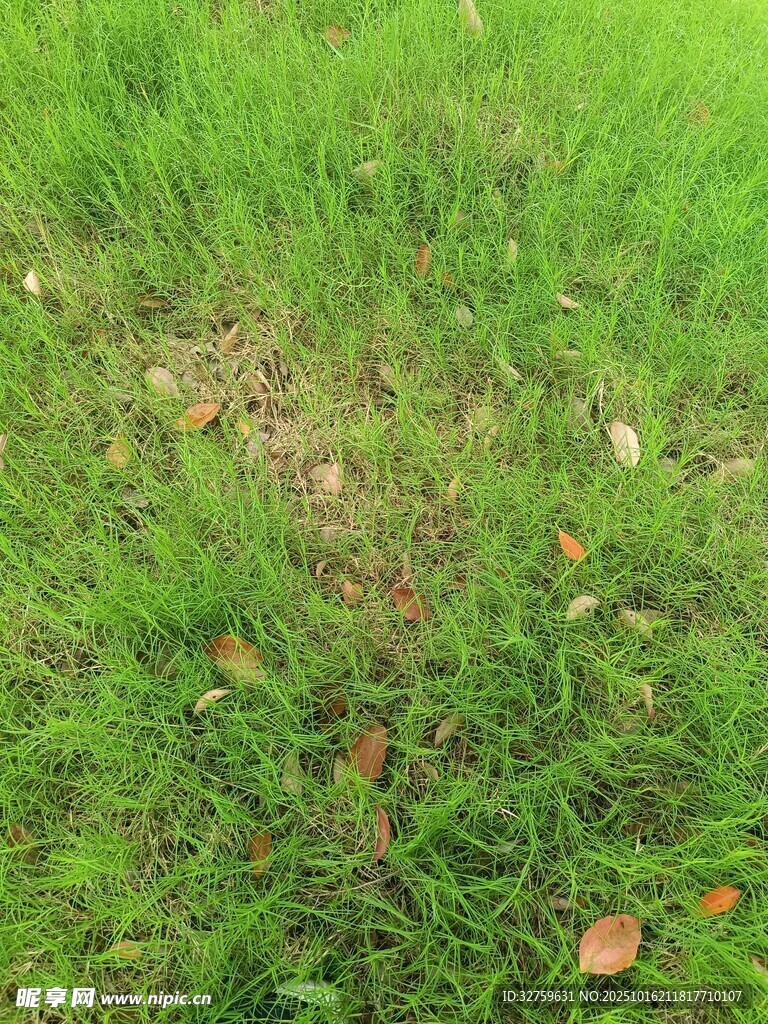 翠绿草地间的零星落叶
