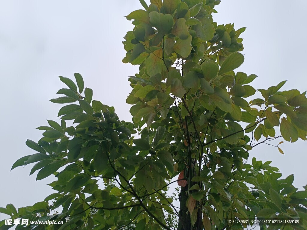 挺拔绿树 