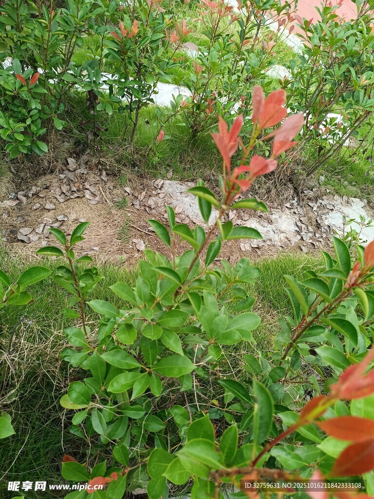绿意盎然的多彩植物景观