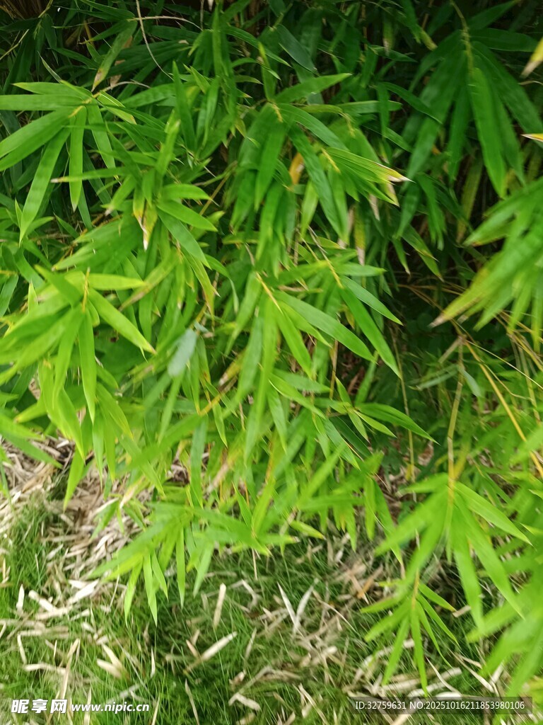 翠绿竹叶