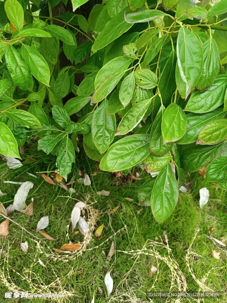 绿叶下的白色菌类