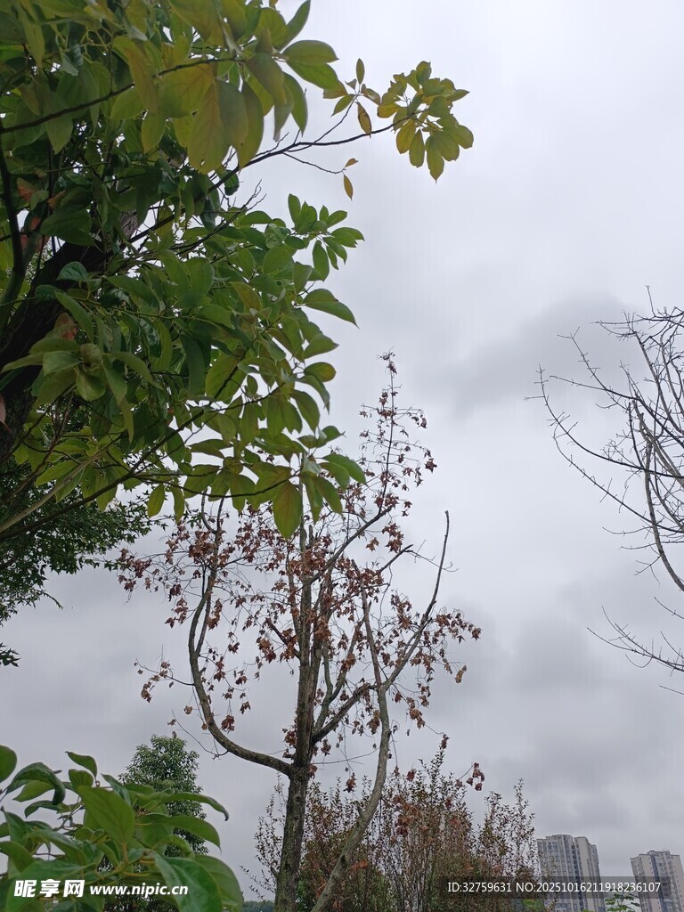 阴天中的树木与远处建筑