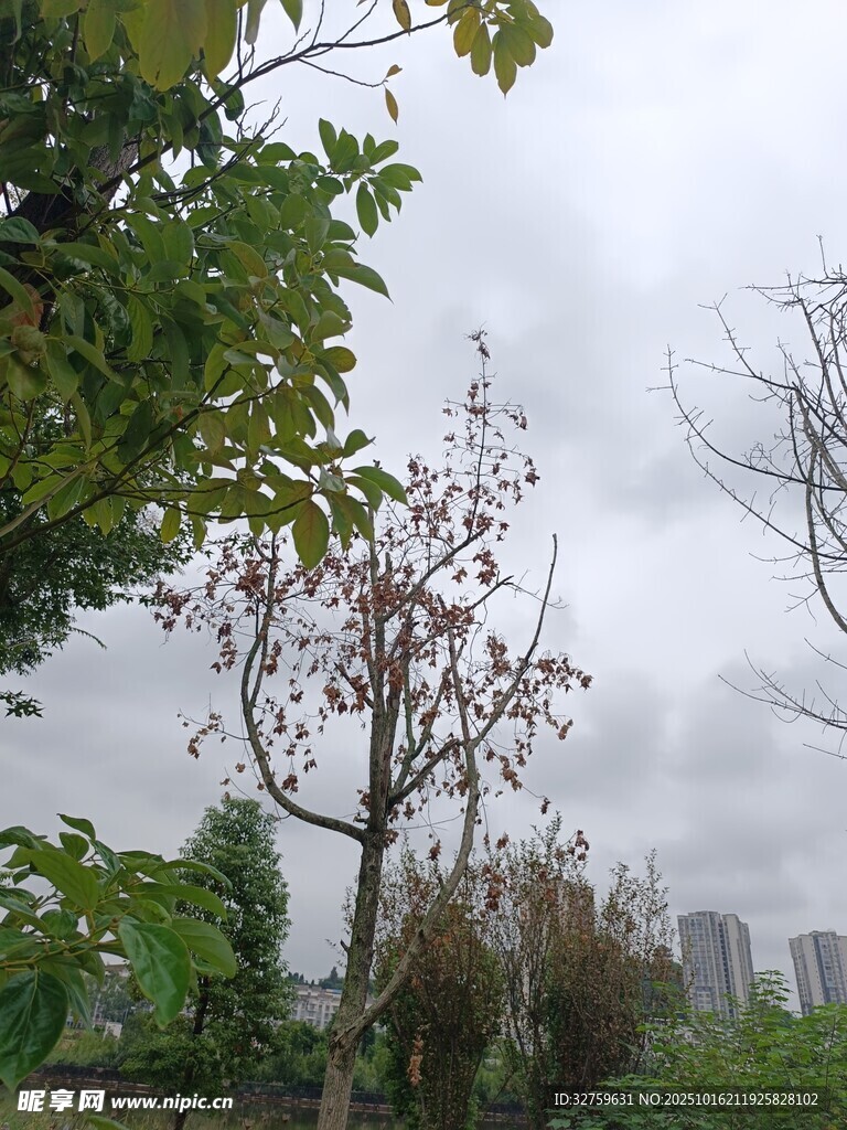 阴天中的树木与城市景观