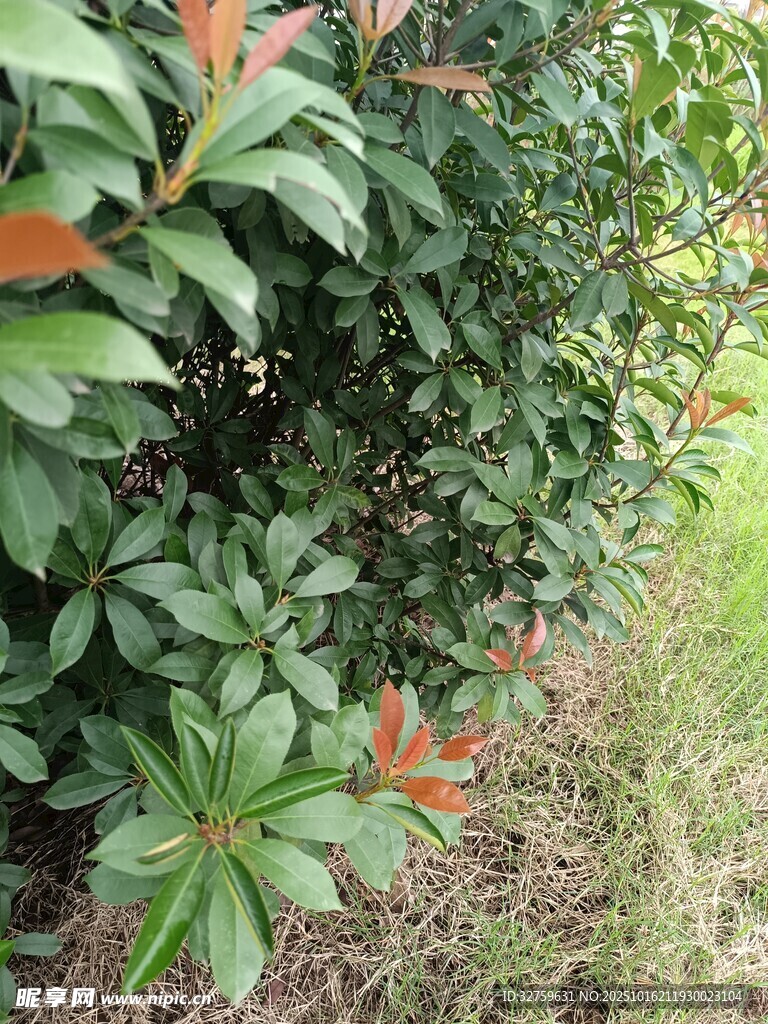 绿叶间的橙红色叶片