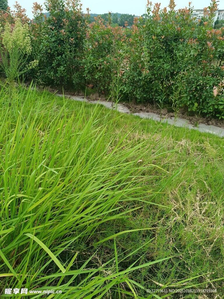 翠绿草地旁的自然景致