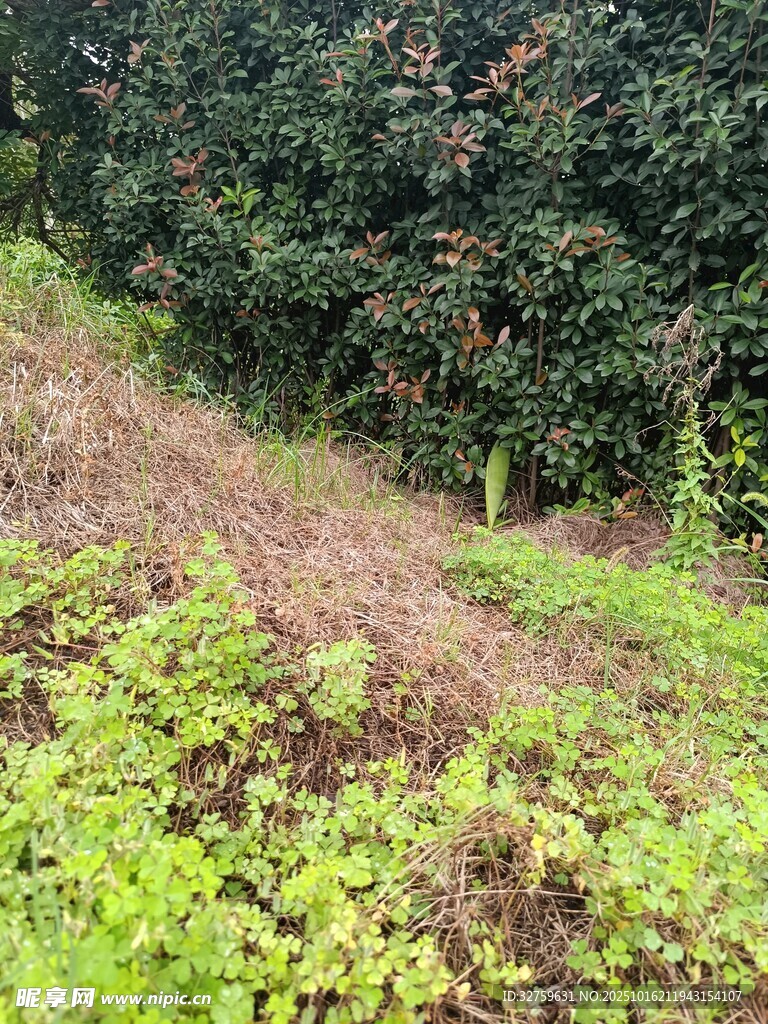 野外山坡绿植景观