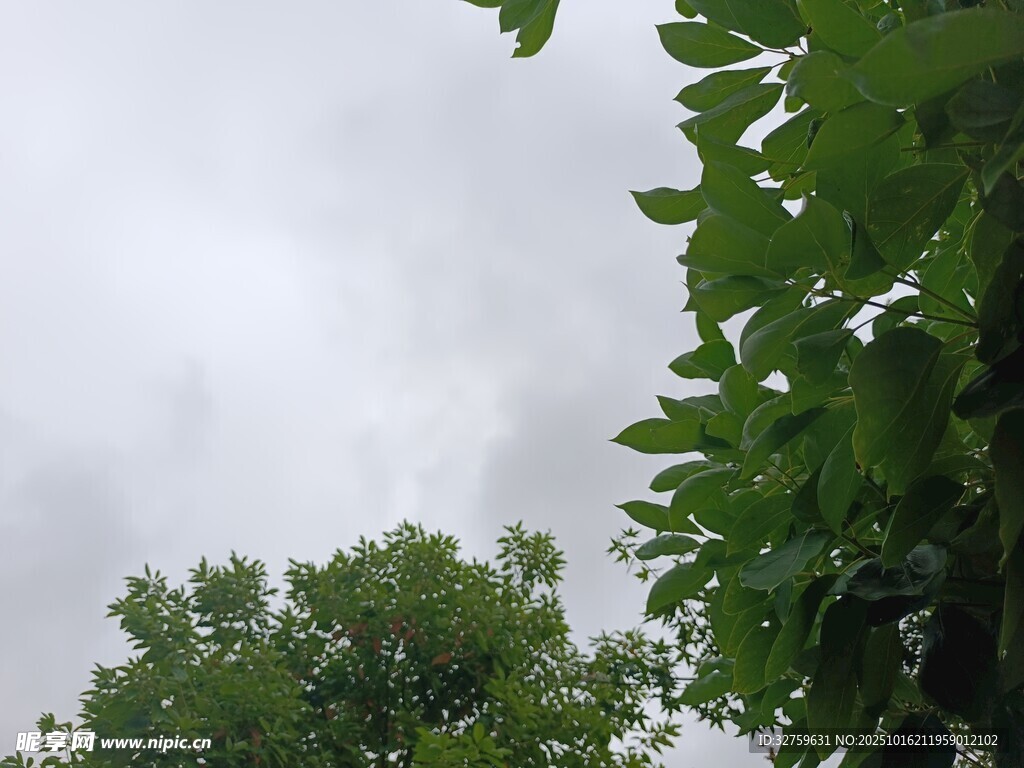 绿树映衬下的阴沉天空