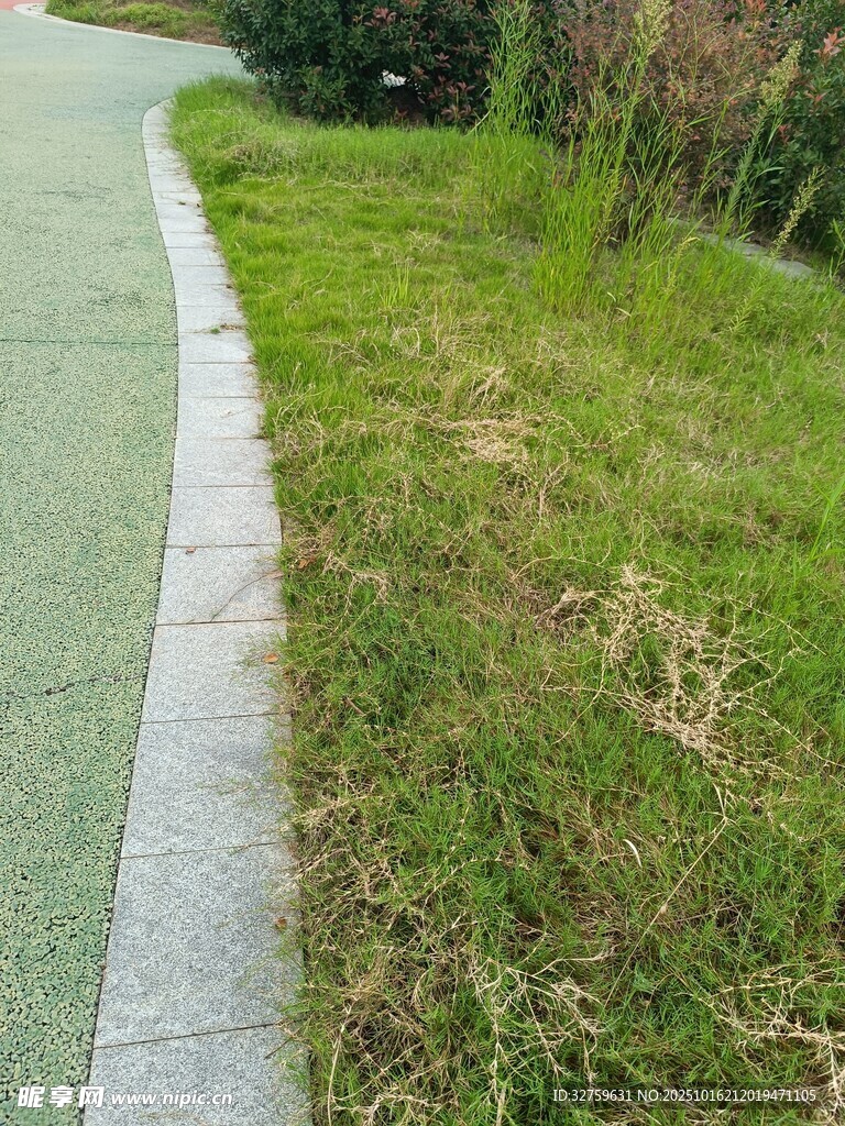 路边草地景象