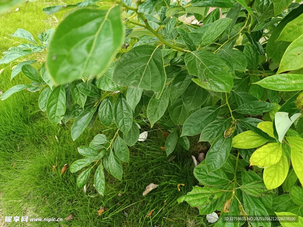 绿叶繁茂的植物景观