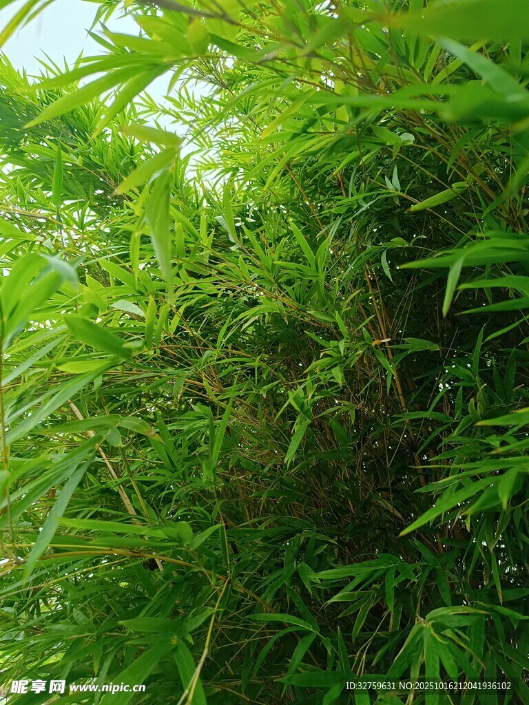 翠绿繁茂的竹林景象