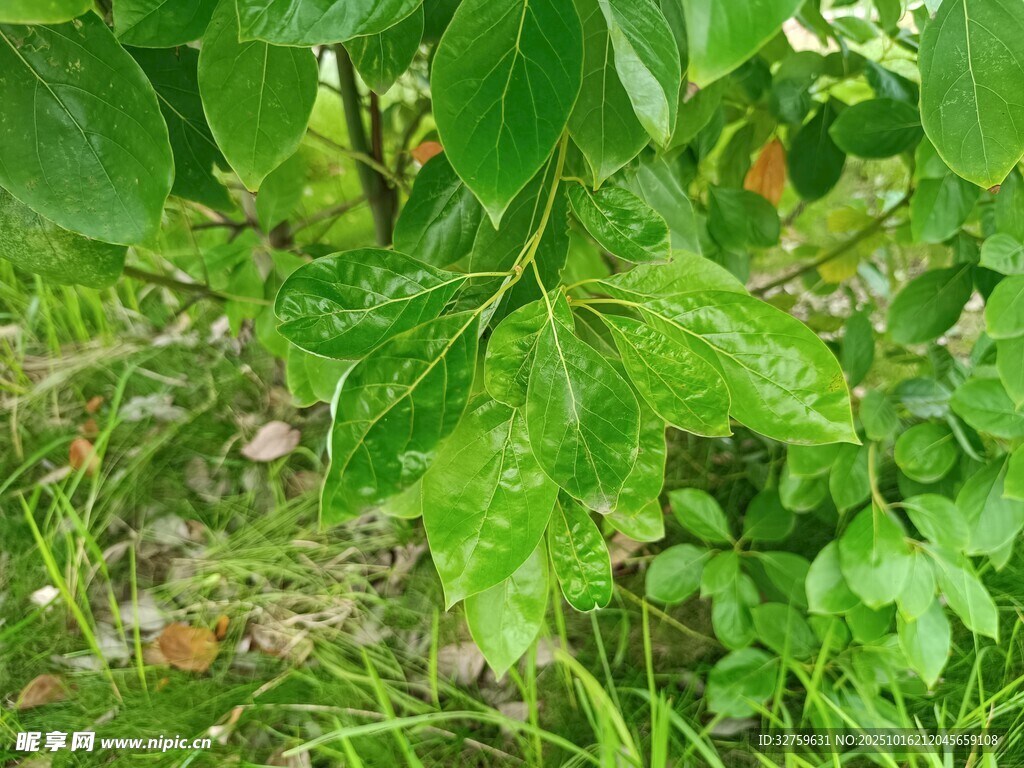 绿叶繁茂的自然植物景象