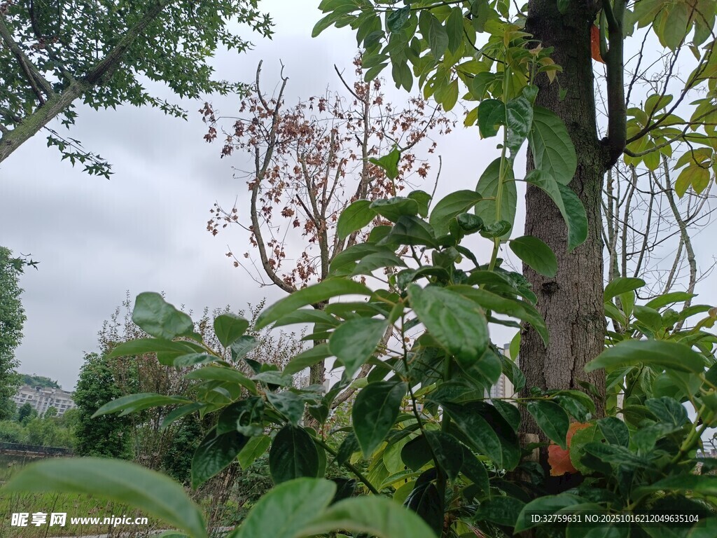 繁茂绿植中的自然景致
