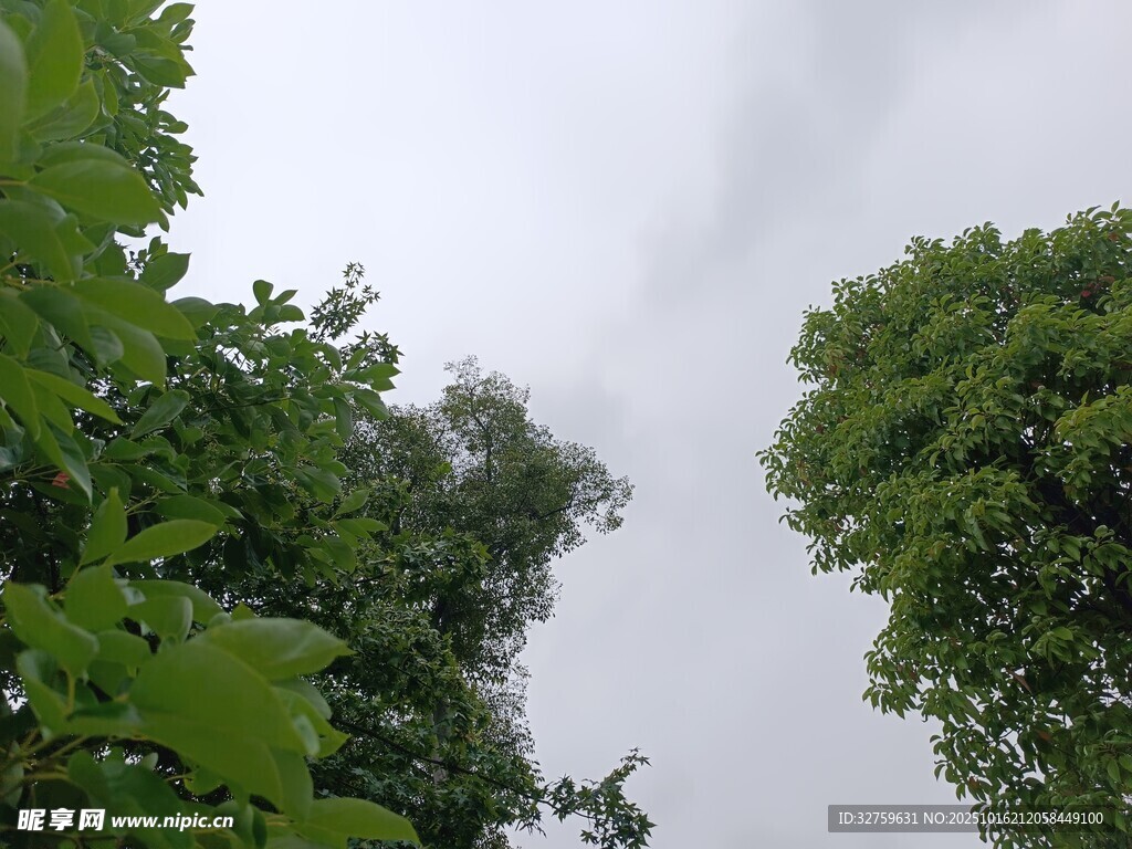 仰视茂密绿树与天空