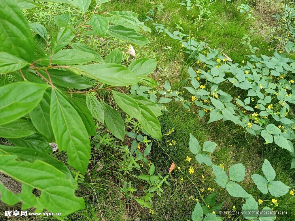 野外繁茂绿植景象